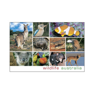 GALLERY MAGNET AUSTRALIA wildlife 10 scene
