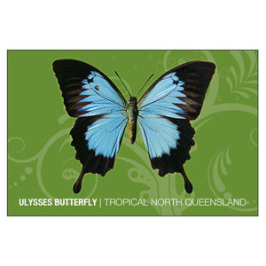 GALLERY MAGNET ULYSSES BUTTERFLY