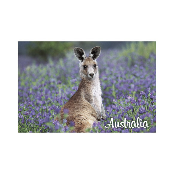 GALLERY MAGNET AUSTRALIA kangaroo