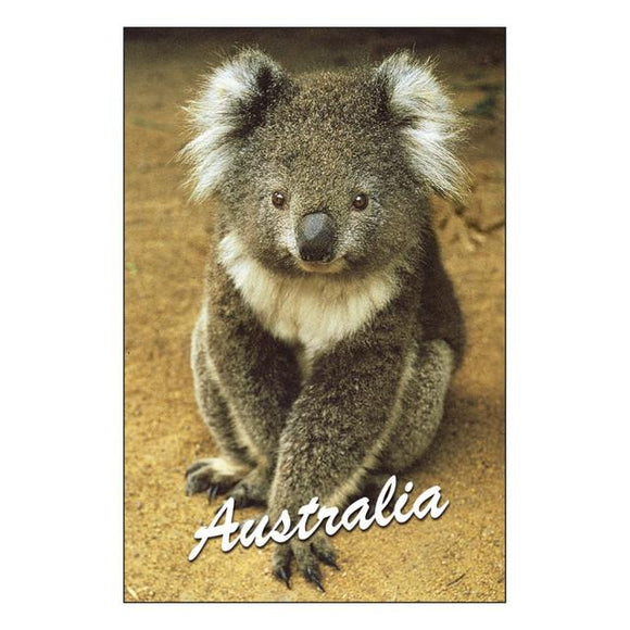 GALLERY MAGNET AUSTRALIA koala
