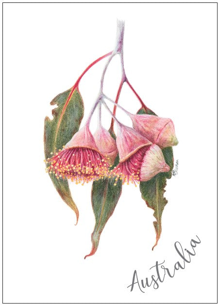 POSTCARD Eucalyptus Silver Princess 
KAREN BUCHAN