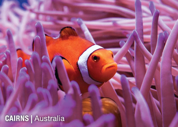 POSTCARD Clownfish in reef Cairns
