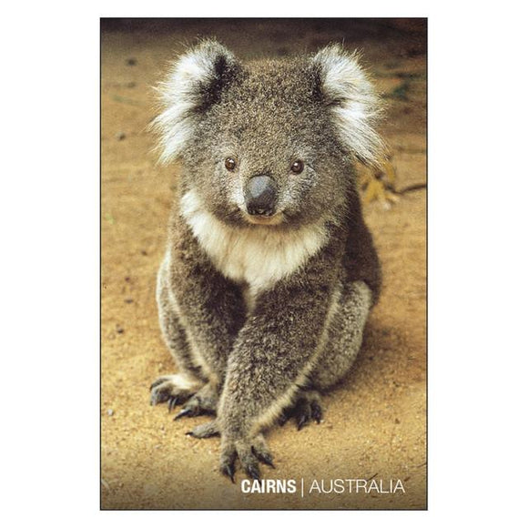 GALLERY MAGNET CAIRNS koala
